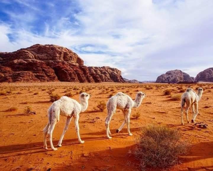 Enad Desert Camp Wadi Rum Zewnętrze zdjęcie