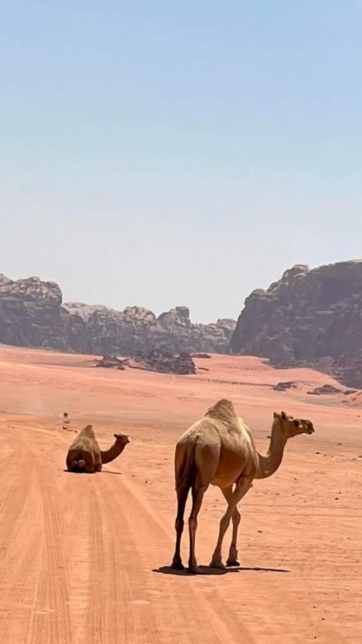 Enad Desert Camp Wadi Rum Zewnętrze zdjęcie